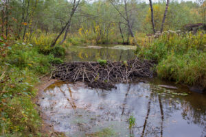 Beaver pond