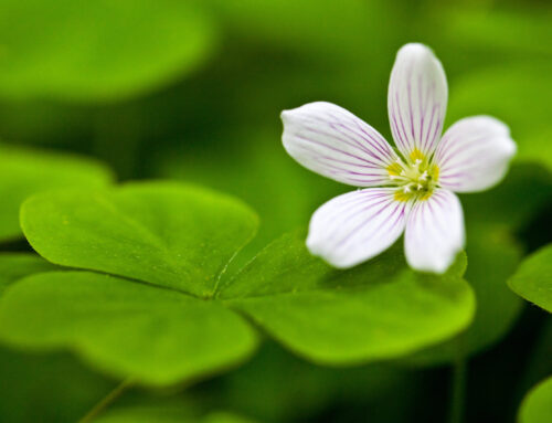 🌸 Springtime in Chinese Medicine: A Season of Renewal and Growth